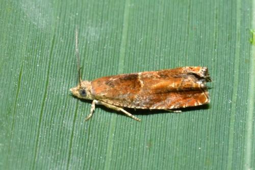 Réf. 212 507 : Epinotia tenerana